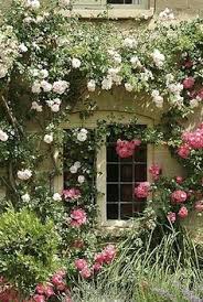 roses under window 2
