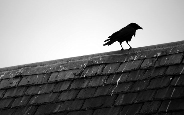 crow2