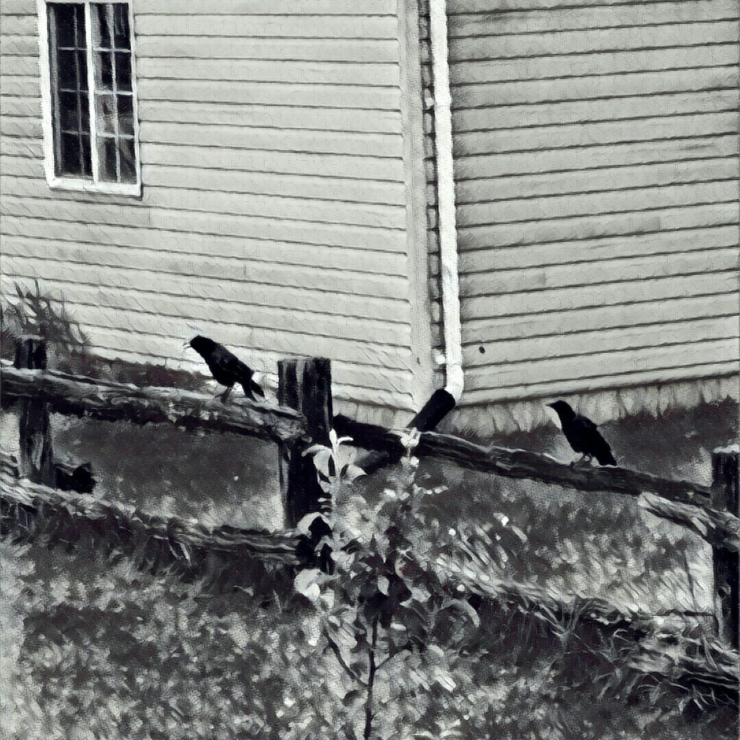 crows