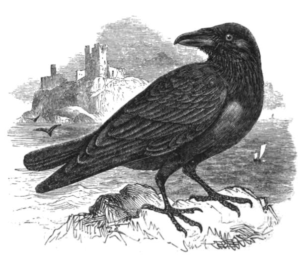 raven2