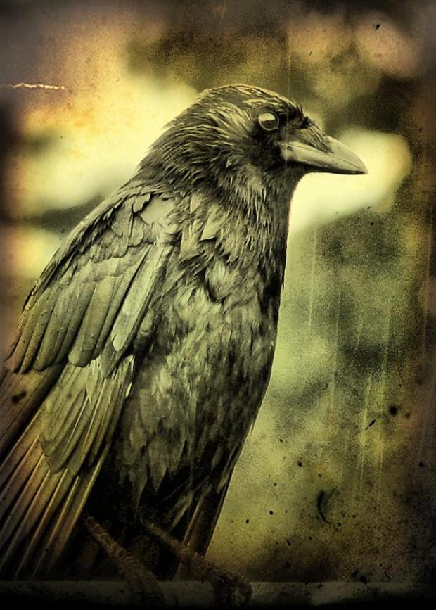 vintage-crow-gothicolors-images