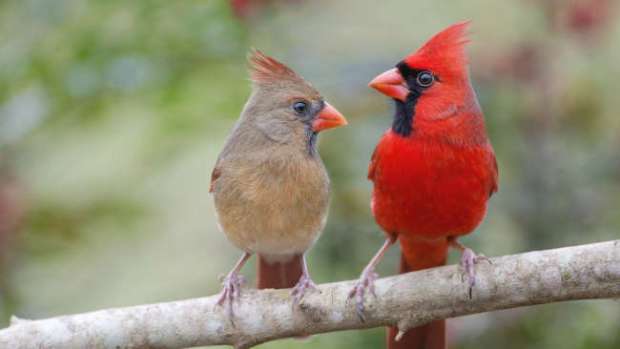 cardinals