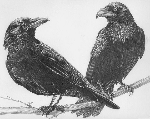 crows