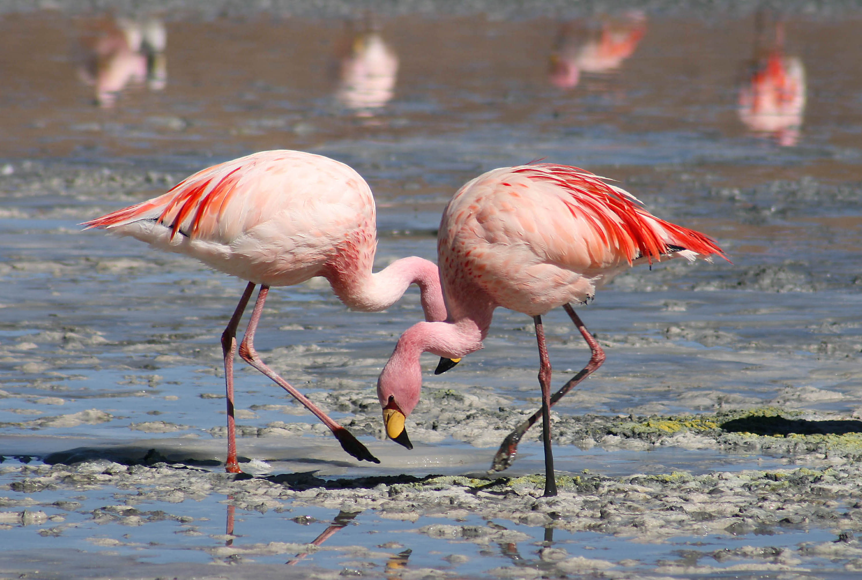 flamingos